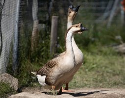 Oie de Guinée Couple