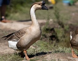 Oie De Guinée mâle