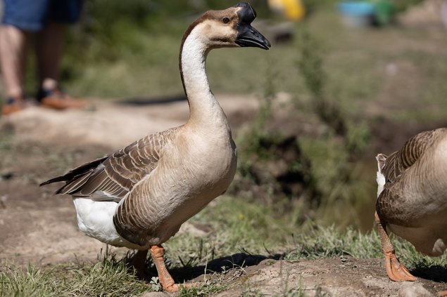 Oie De Guinée mâle