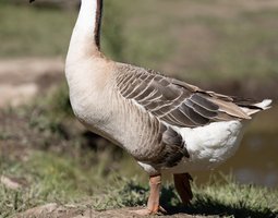 Oie De Guinée femelle