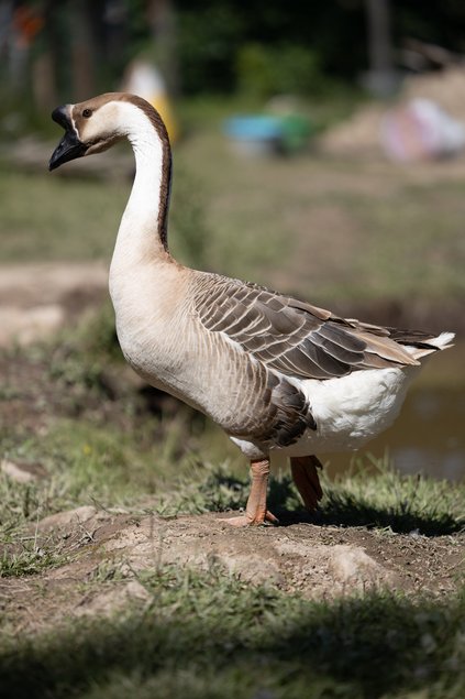 Oie De Guinée femelle