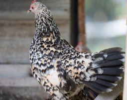 Sabelpoot Mille-Fleurs Citronné