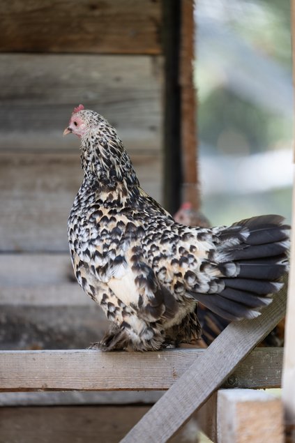 Sabelpoot Mille-Fleurs Citronné