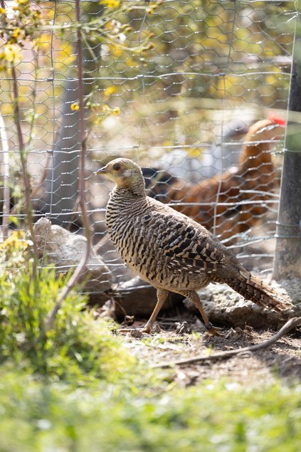 Faisan doré femelle