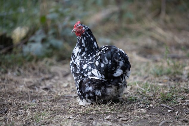 Pékin Noir Caillouté Blanc
