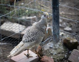 Faisan doré isabelle femelle