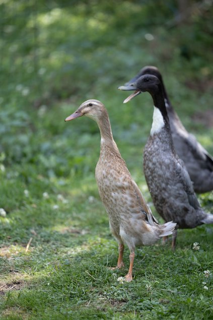 Canard Coureur Indien mâle
