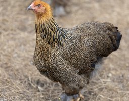 Brahma Perdrix Maillée Dorée