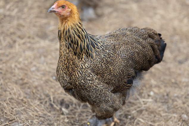 Brahma Perdrix Maillée Dorée