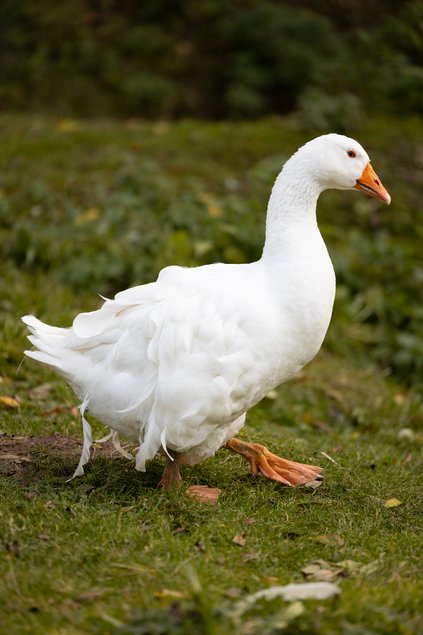 Oie Frisée Du Danube femelle