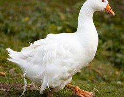 Oie Frisée Du Danube mâle