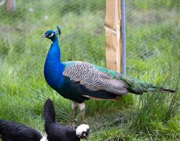 Paon Bleu mâle
