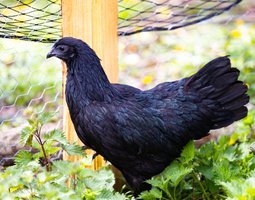 Ayam Cemani