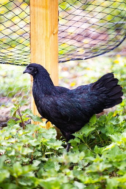 Ayam Cemani