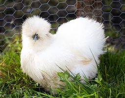 Poule Soie Barbu Blanc