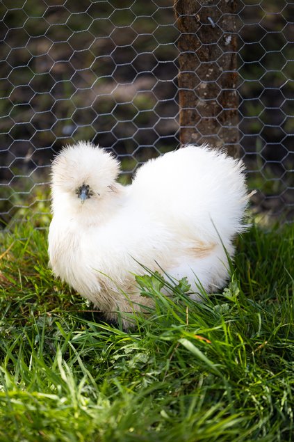 Poule Soie Barbu Blanc