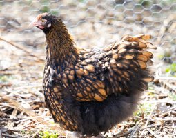 Orpington Fauve liseré noir