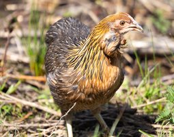 Araucana Grande Race Saumon doré