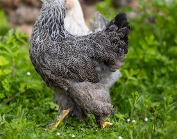 Brahma Perdrix Maillée Argentée