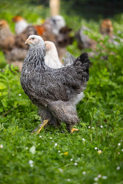 Brahma Perdrix Maillée Argentée