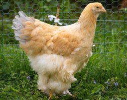 Brahma Fauve Herminée Bleue