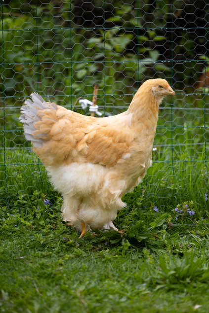 Brahma Fauve Herminée Bleue