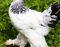 Brahma Blanche Herminée Noir