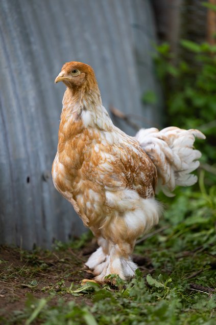 Brahma Perdrix Maillée Dorée Blanche