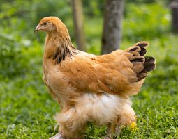 Brahma Fauve Herminée Noire