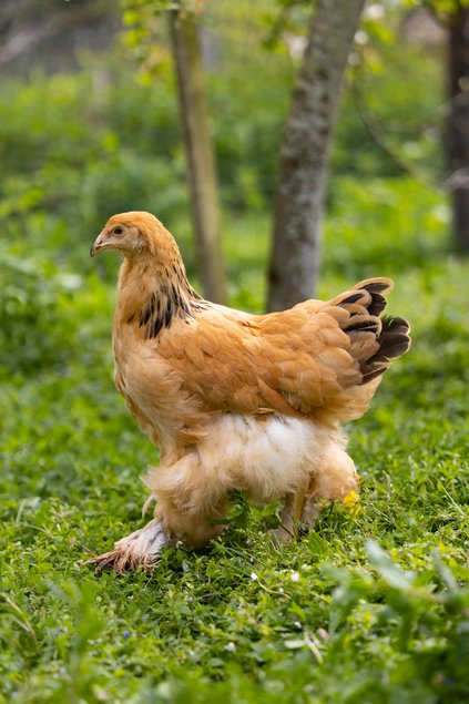 Brahma Fauve Herminée Noire