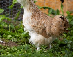 Faverolles allemande GR