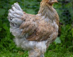 Brahma Perdrix Maillé Doré Bleu