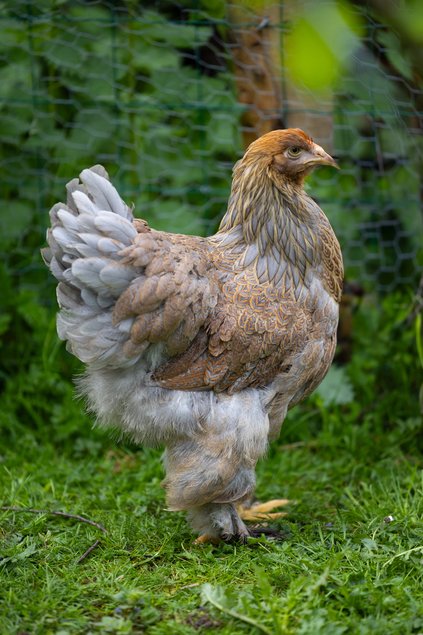 Brahma Perdrix Maillé Doré Bleu