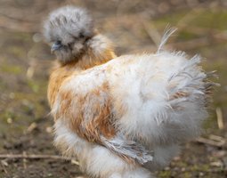 Poule Soie Barbu Perdrix Blanc Doré