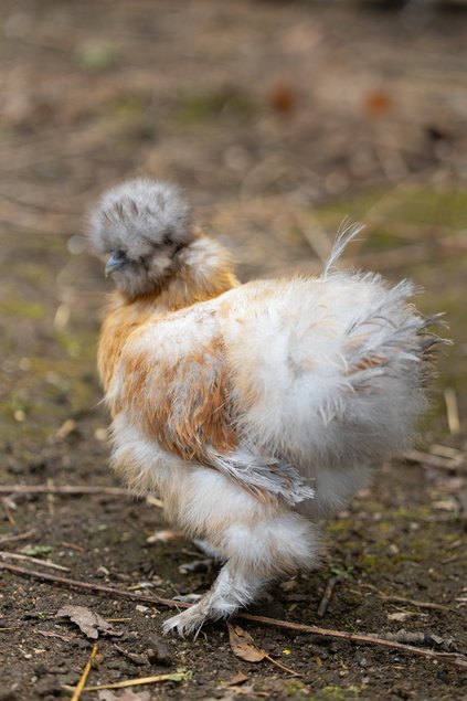 Poule Soie Barbu Perdrix Blanc Doré