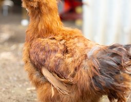 Poule Soie Barbu Fauve