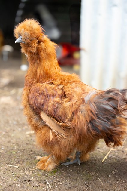 Poule Soie Barbu Fauve