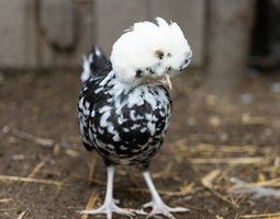 Hollandaise Huppée Noir Caillouté Blanc