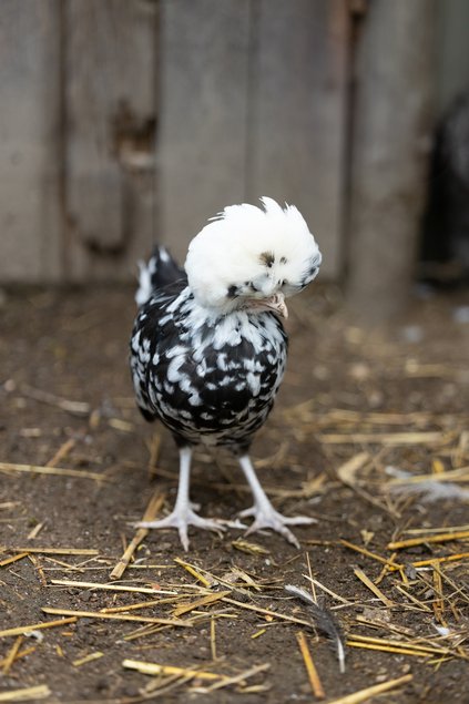 Hollandaise Huppée Noir Caillouté Blanc