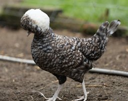 Hollandaise Huppée Coucou