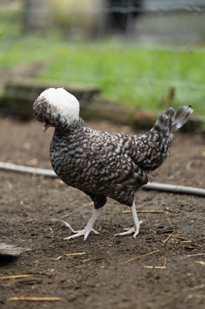 Hollandaise Huppée Coucou