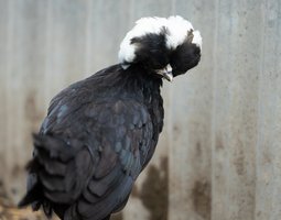 Hollandaise Huppée Noir