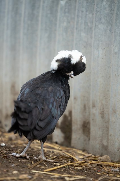 Hollandaise Huppée Noir