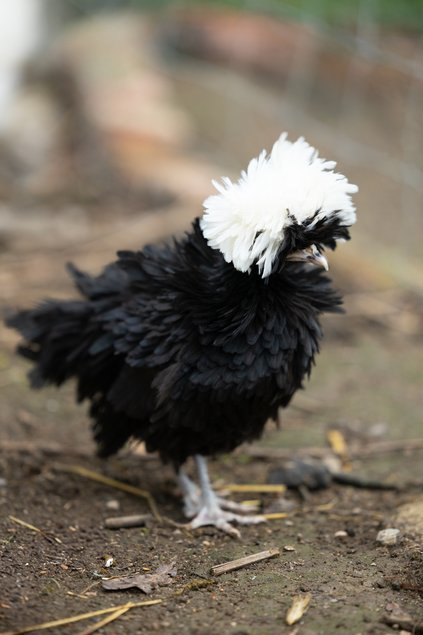 Hollandaise Huppée noir frisée