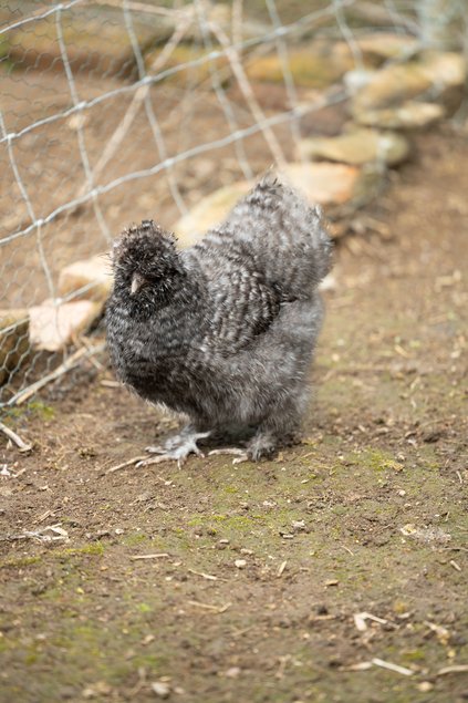 Poule Soie Barbu Coucou