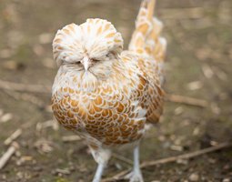 Padoue Naine Chamois Liseré Blanc