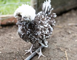 Hollandaise Huppée Dun caillouté blanc frisée