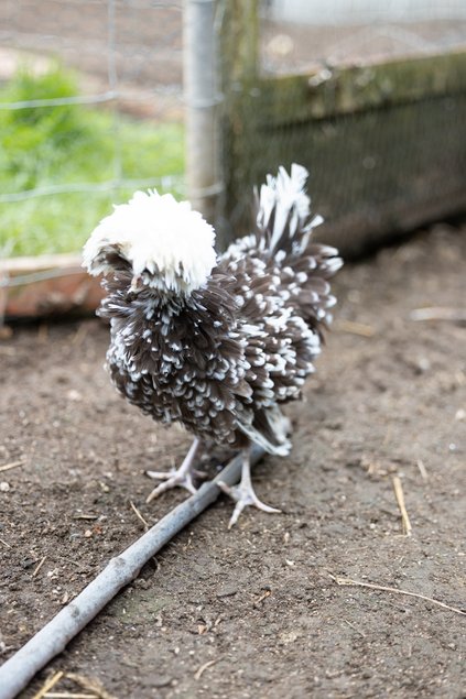 Hollandaise Huppée Dun caillouté blanc frisée