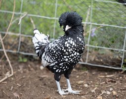 Padoue Naine Argenté Liseré Noir