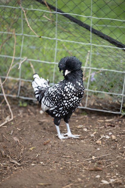 Padoue Naine Argenté Liseré Noir